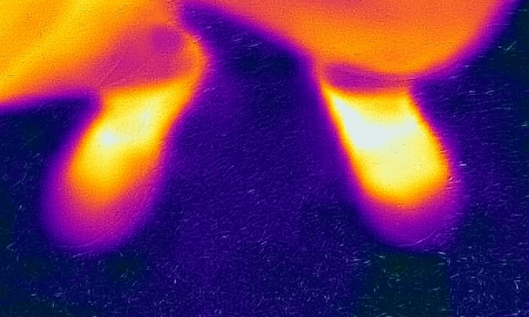 Beekeeping with a thermal camera