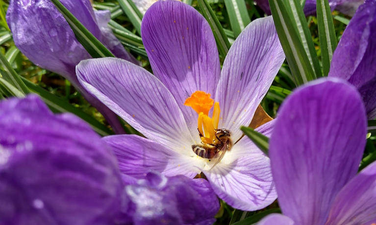How bee brains are shaping next-generation computer chips