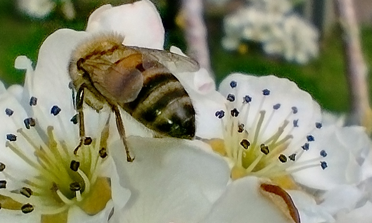 Bee smoker fire spreads to garden and house