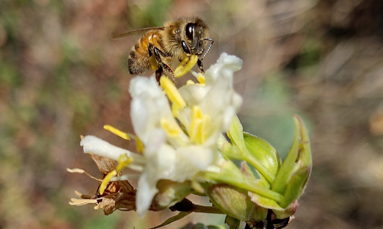 'Swarming bees are too full of honey to sting' (Shropshire)