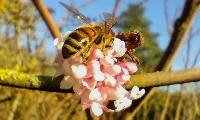 Drought impacts honey bee population in Virginia